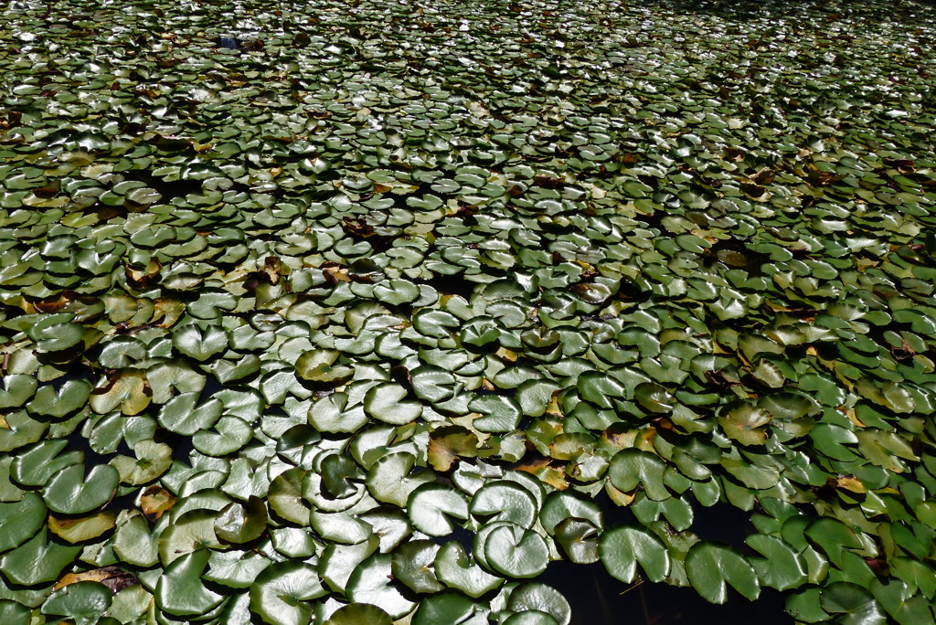 池の睡蓮の葉