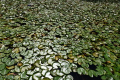 池の睡蓮の葉