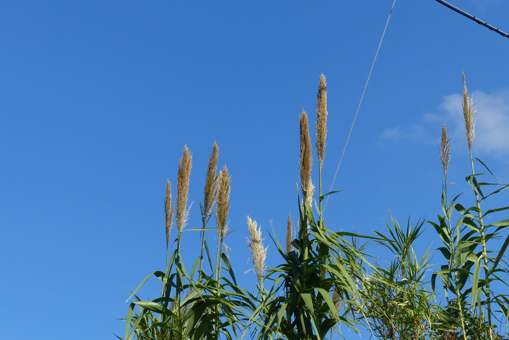 パンパスグラス