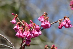 寒緋桜　1