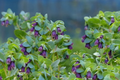 ケリンテマヨル