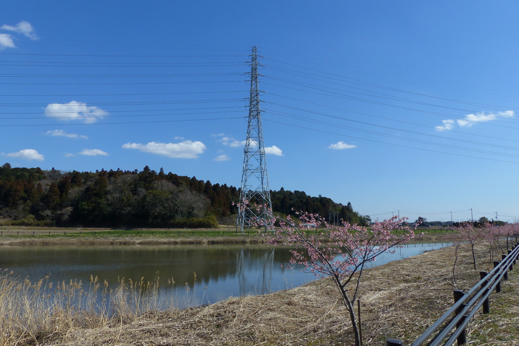 池の見える風景