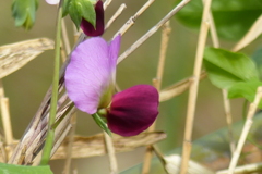 えんどう豆の花