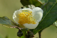茶の木の花