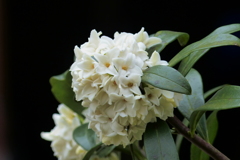 沈丁花