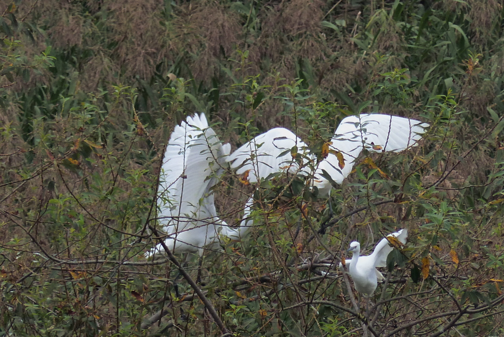シラサギの喧嘩