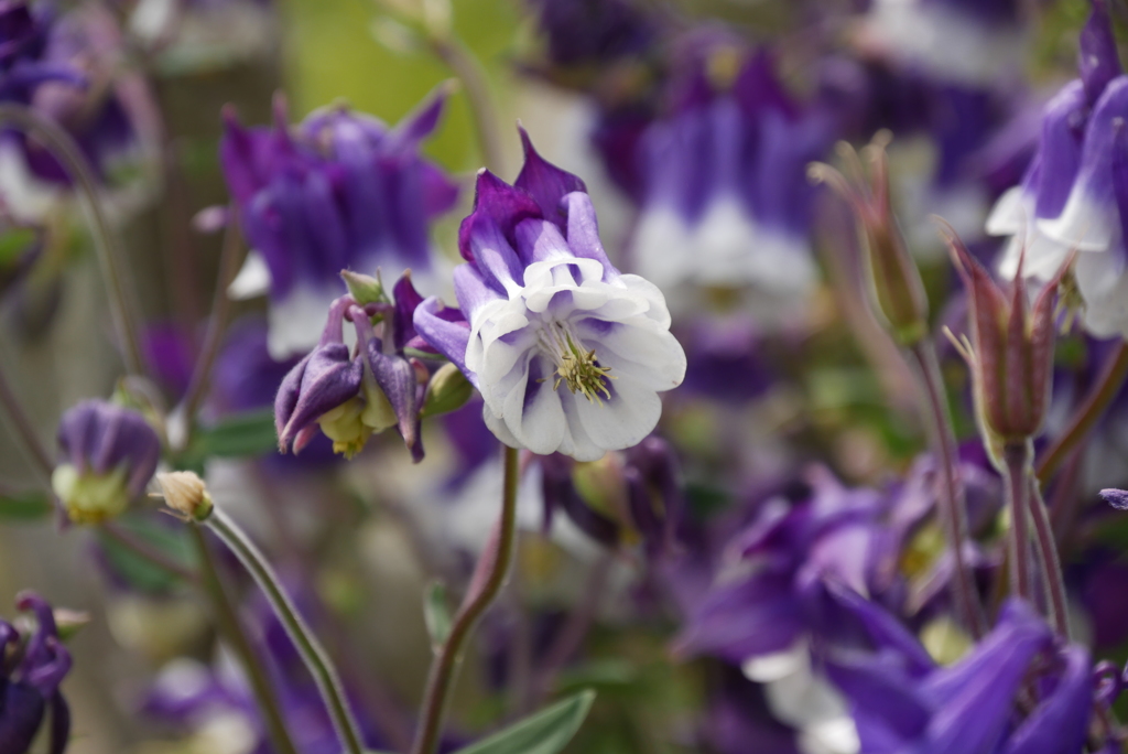 色良し、形良しの花