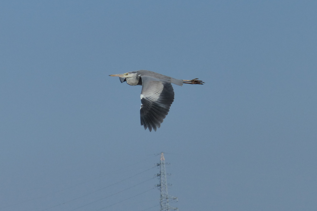 アオサギの飛行
