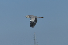 アオサギの飛行