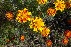 マリーゴールド