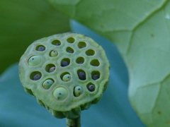 種を育む花托