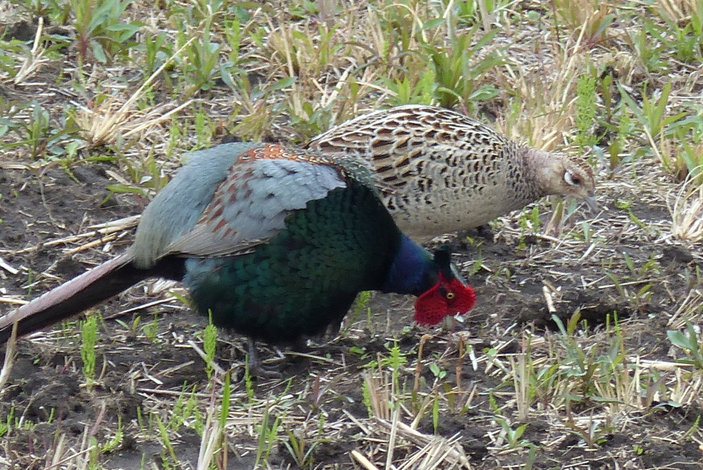 ペアーでお食事