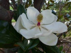 タイサンボクの花　①