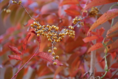 ハゼノキの紅葉とツルウメモドキ