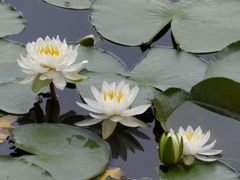 三連花
