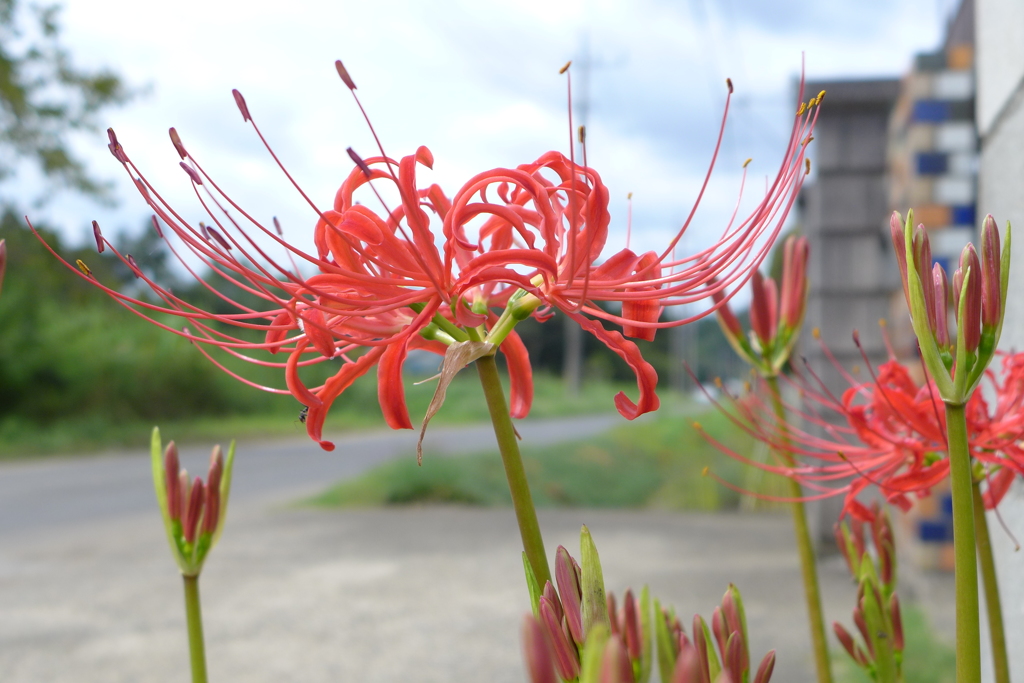 曼珠沙華