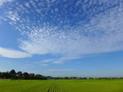 夏の田園　⑥