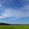 夏の田園　⑥