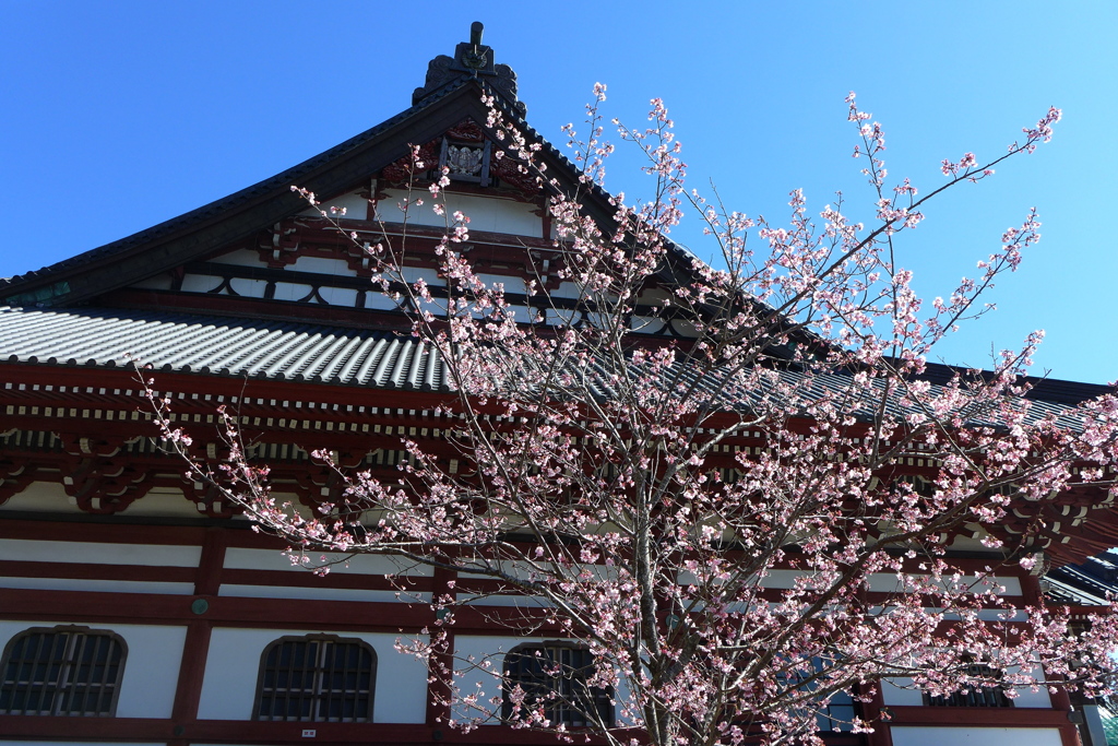 藻原寺の桜