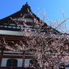 藻原寺の桜