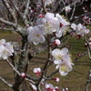 梅園の梅　2