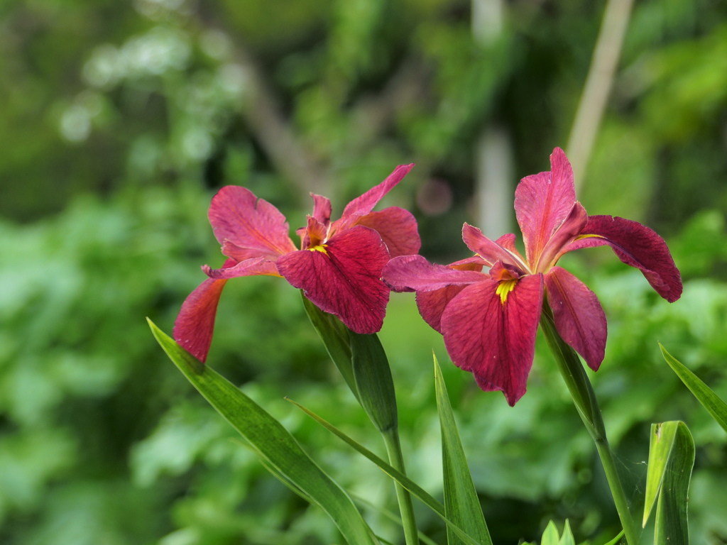 花菖蒲