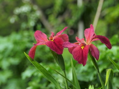 花菖蒲