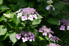 額紫陽花　7