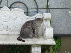 ご近所ネコ
