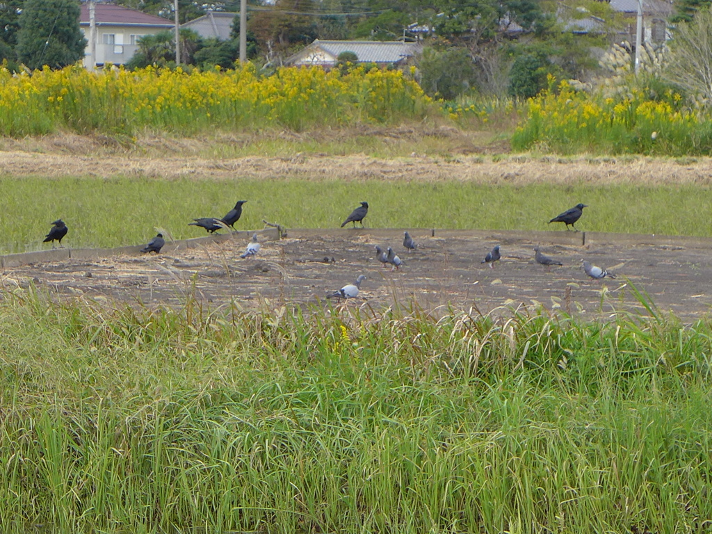 仲良くお食事