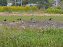 仲良くお食事