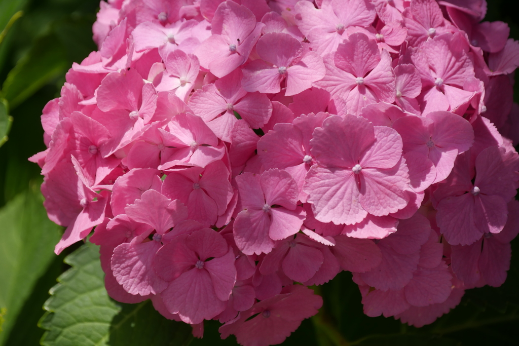 紫陽花
