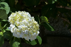 紫陽花