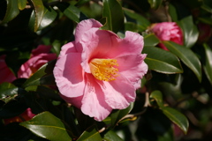 椿