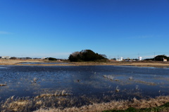 青い田圃