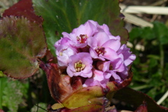 ヒマラヤユキノシタ