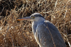 顔つきはもう成鳥