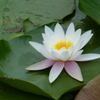 睡蓮