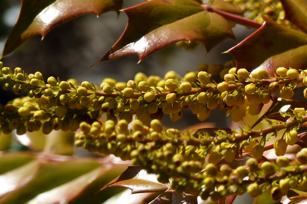 ヒイラギナンテンの花房