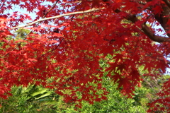 真っ赤な紅葉