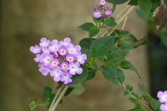 ピンクの小花