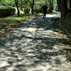 木陰道　2
