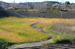 冬彩草