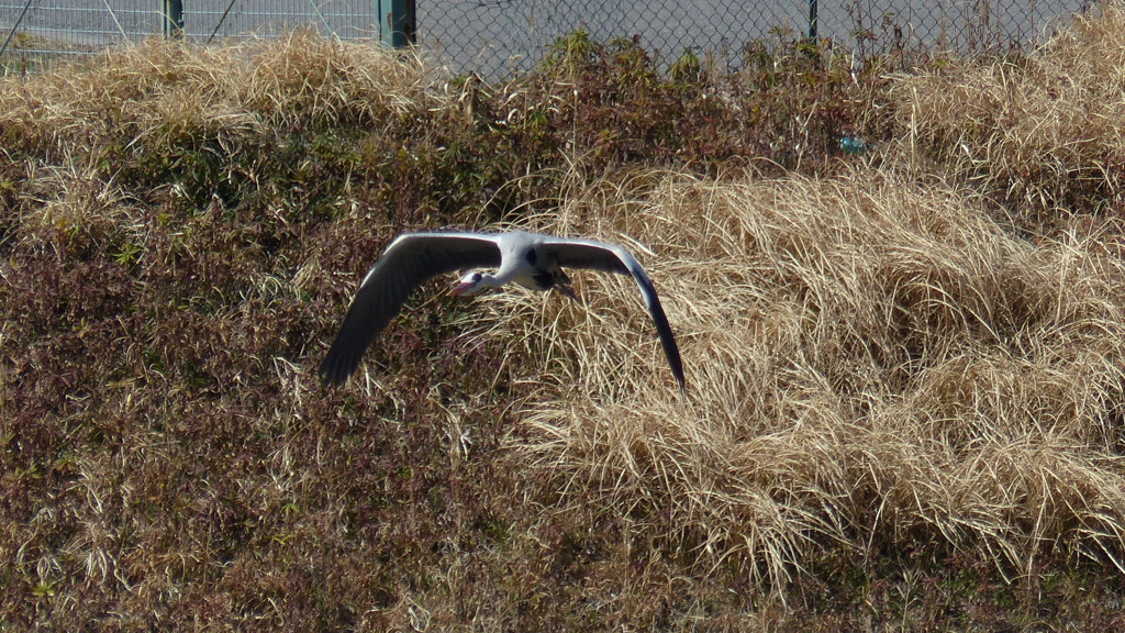 アオサギ飛翔　1