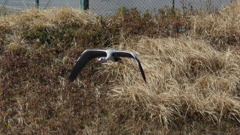 アオサギ飛翔　1