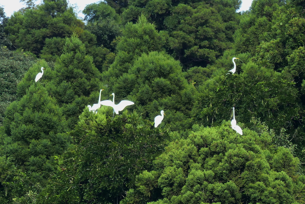 樹上のシラサギ