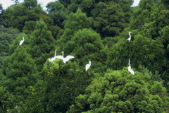 樹上のシラサギ