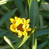 鮮やかな花