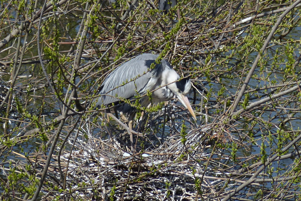 来週あたり孵化？