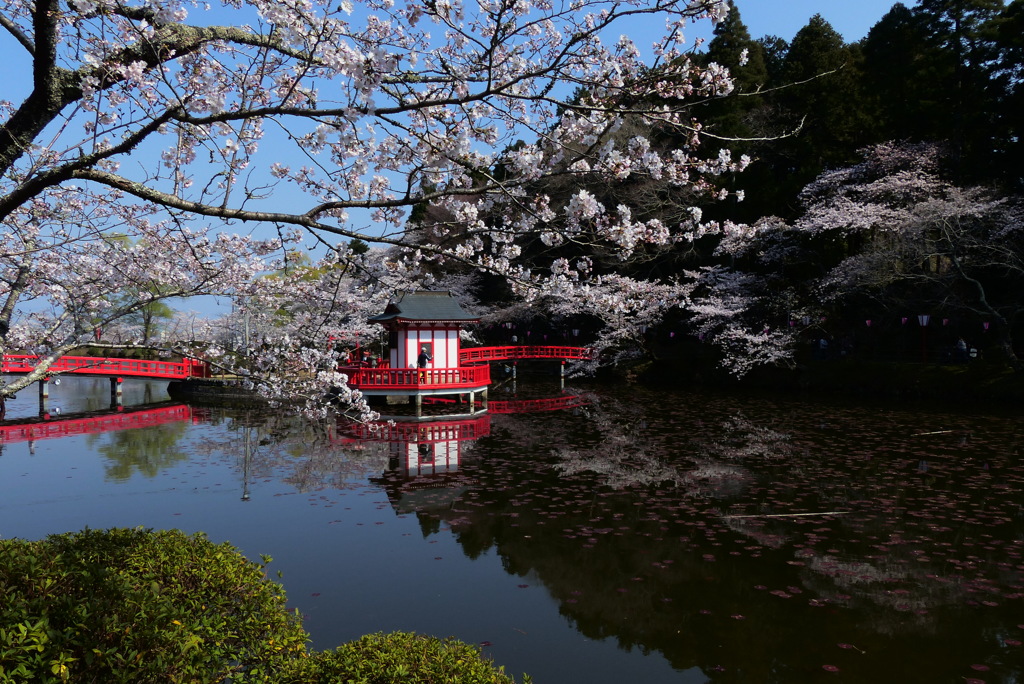 茂原公園　2